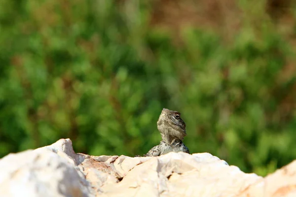 Echse Sitzt Auf Einem Heißen Felsen Nordisrael Und Sonnt Sich — Stockfoto