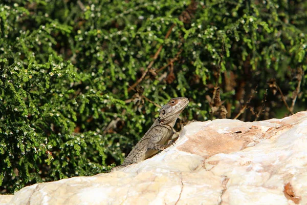 Echse Sitzt Auf Einem Heißen Felsen Nordisrael Und Sonnt Sich — Stockfoto