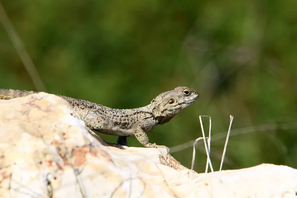 Lézard Assis Sur Rocher Chaud Dans Nord Israël Prélasse Soleil — Photo