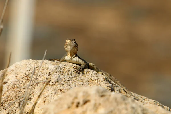 Jaszczurka Siedzi Gorącej Skale Północnym Izraelu Basks Słońcu — Zdjęcie stockowe