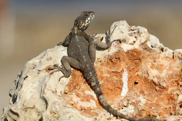 Ödla Sitter Het Klippa Norra Israel Och Solar Sig Solen — Stockfoto