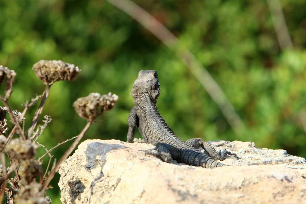 Echse Sitzt Auf Einem Heißen Felsen Nordisrael Und Sonnt Sich — Stockfoto