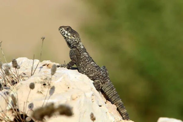 蜥蜴坐在以色列北部的一块热岩石上晒太阳 — 图库照片
