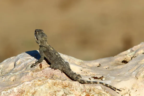 Lagarto Senta Sobre Uma Rocha Quente Norte Israel Banha Sol — Fotografia de Stock