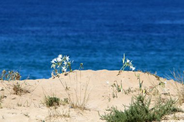 İsrail devletinin kuzeyinde Akdeniz'in ıssız kıyıları 