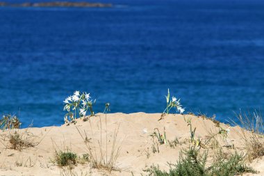 İsrail devletinin kuzeyinde Akdeniz'in ıssız kıyıları 