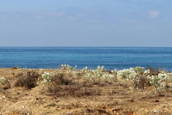 Costa Deserta Del Mar Mediterraneo Nel Nord Dello Stato Israele — Foto Stock