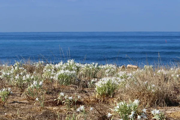 Costa Deserta Del Mar Mediterraneo Nel Nord Dello Stato Israele — Foto Stock