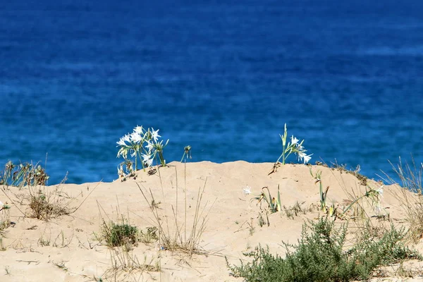 Costa Deserta Mar Mediterrâneo Norte Estado Israel — Fotografia de Stock