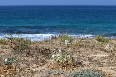 İsrail devletinin kuzeyinde Akdeniz'in ıssız kıyıları 