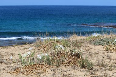 İsrail devletinin kuzeyinde Akdeniz'in ıssız kıyıları 