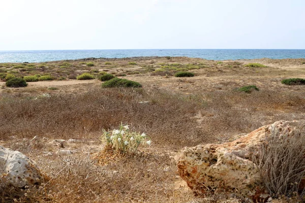 Costa Deserta Mar Mediterrâneo Norte Estado Israel — Fotografia de Stock