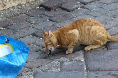 kedi İsrail'de deniz kenarında kaldırımda oturan ortak bir evcil memeli hayvan 