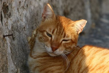 kedi İsrail'de deniz kenarında kaldırımda oturan ortak bir evcil memeli hayvan 