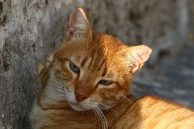 kedi İsrail'de deniz kenarında kaldırımda oturan ortak bir evcil memeli hayvan 