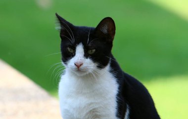 kedi İsrail'de deniz kenarında kaldırımda oturan ortak bir evcil memeli hayvan 