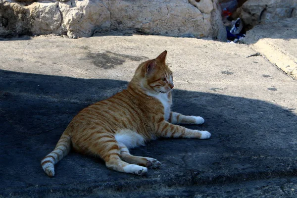 고양이는 이스라엘의 보도에 일반적인 동물입니다 — 스톡 사진