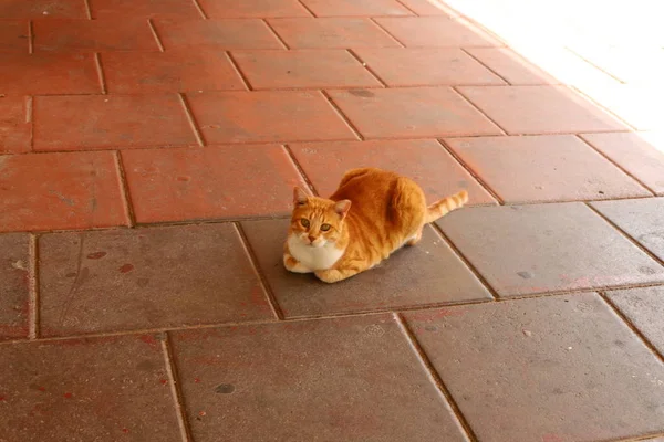 Gato Animal Mamífero Doméstico Comum Sentado Calçada Perto Mar Israel — Fotografia de Stock