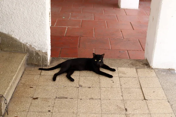 Gato Animal Doméstico Mamífero Común Sentado Acera Cerca Del Mar —  Fotos de Stock