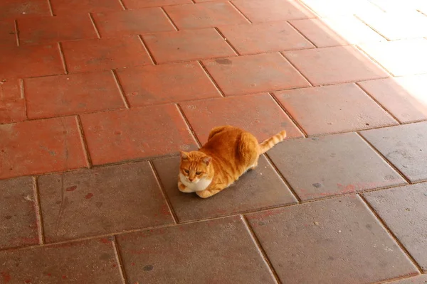 Katt Gemensam Inhemsk Däggdjur Djur Sittande Det Trottoaren Nära Havet — Stockfoto