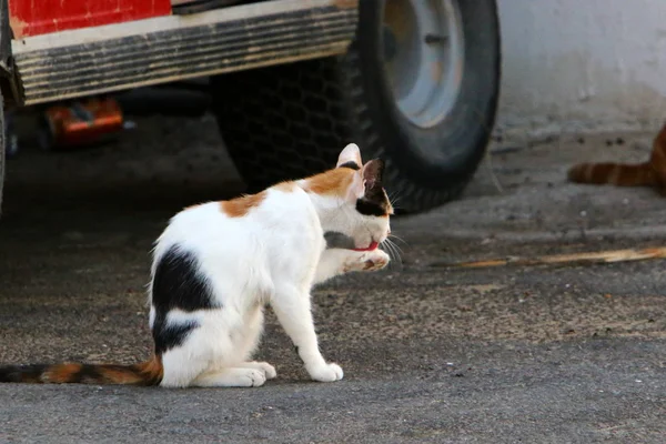 Gato Animal Mamífero Doméstico Comum Sentado Calçada Perto Mar Israel — Fotografia de Stock