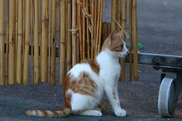 Kedi Srail Deniz Kenarında Kaldırımda Oturan Ortak Bir Evcil Memeli — Stok fotoğraf