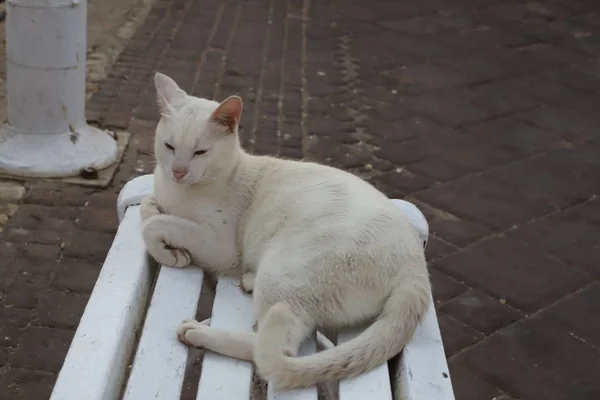 Gato Animal Doméstico Mamífero Común Sentado Acera Cerca Del Mar — Foto de Stock