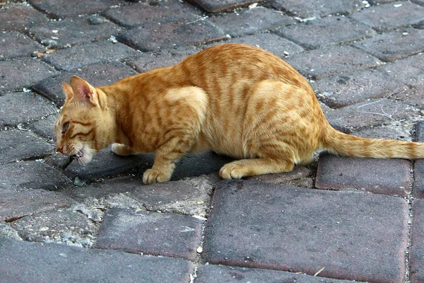 Gato Animal Doméstico Mamífero Común Sentado Acera Cerca Del Mar — Foto de Stock