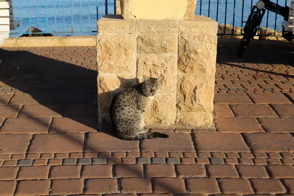 Gato Animal Doméstico Mamífero Común Sentado Acera Cerca Del Mar — Foto de Stock