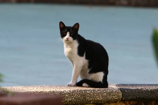 Kot Jest Wspólnym Domowych Zwierząt Ssak Siedzi Chodniku Pobliżu Morza — Zdjęcie stockowe