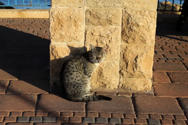 Kočka Běžný Domácí Savec Sedící Chodníku Moře Izraeli — Stock fotografie