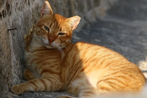 猫是一种常见的家养哺乳动物 它坐在以色列海边的人行道上 — 图库照片