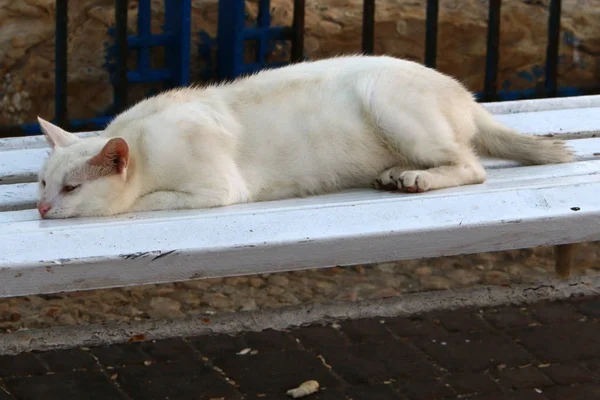 猫是一种常见的家养哺乳动物 它坐在以色列海边的人行道上 — 图库照片