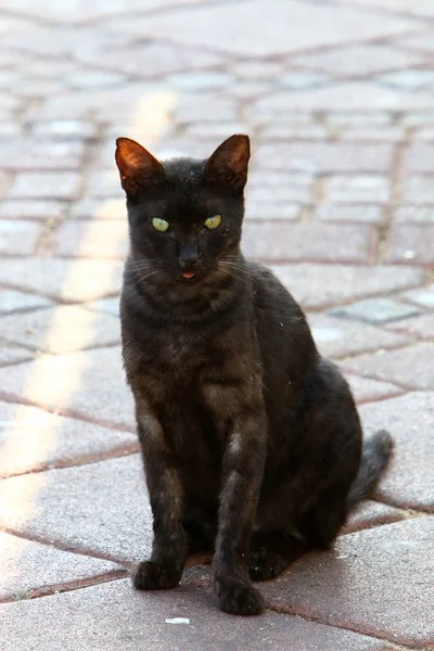 Kedi Srail Deniz Kenarında Kaldırımda Oturan Ortak Bir Evcil Memeli — Stok fotoğraf