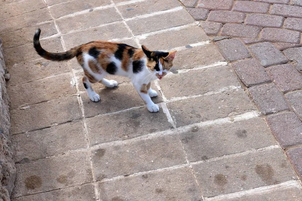 Macska Egy Közös Hazai Emlős Állat Járdán Tenger Közelében Izraelben — Stock Fotó