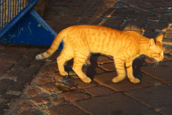 Chat Est Mammifère Domestique Commun Assis Sur Trottoir Près Mer — Photo