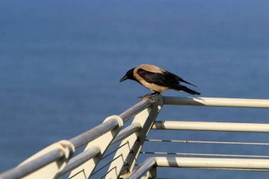 İsrail'in kuzeyinde Akdeniz kıyısında bir şehir orman parkı çit 