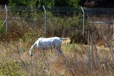 İsrail'in kuzeyinde Akdeniz kıyısında bir şehir orman parkı çit 