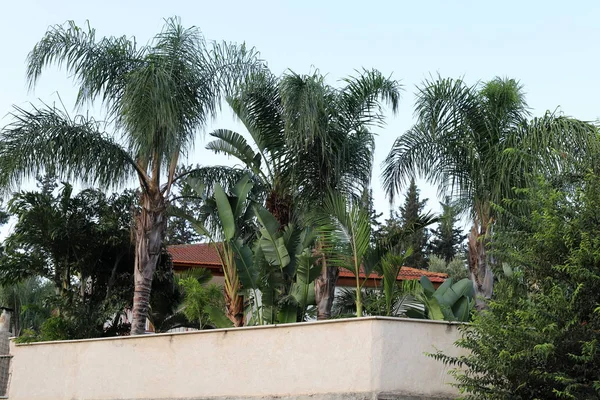 Cerca Parque Forestal Ciudad Orillas Del Mar Mediterráneo Norte Israel —  Fotos de Stock