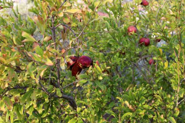 kuzey İsrail'de büyük bir bahçede olgunlaşmış nar 