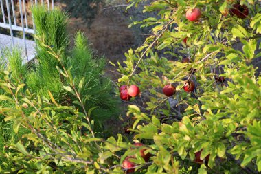 kuzey İsrail'de büyük bir bahçede olgunlaşmış nar 