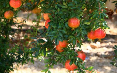 kuzey İsrail'de büyük bir bahçede olgunlaşmış nar 