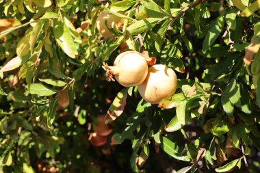 kuzey İsrail'de büyük bir bahçede olgunlaşmış nar 