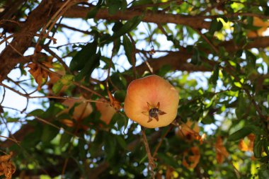 kuzey İsrail'de büyük bir bahçede olgunlaşmış nar 