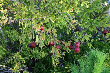 kuzey İsrail'de büyük bir bahçede olgunlaşmış nar 