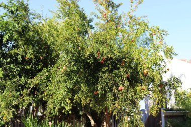 kuzey İsrail'de büyük bir bahçede olgunlaşmış nar 