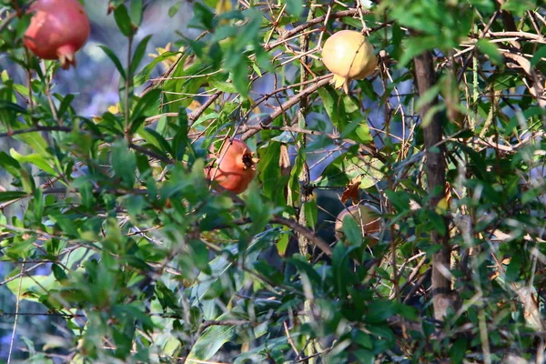 Granátové Jablko Dozrávalo Velké Zahradě Severním Izraeli — Stock fotografie