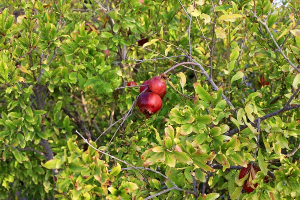 Granadas Maduraron Gran Jardín Norte Israel — Foto de Stock