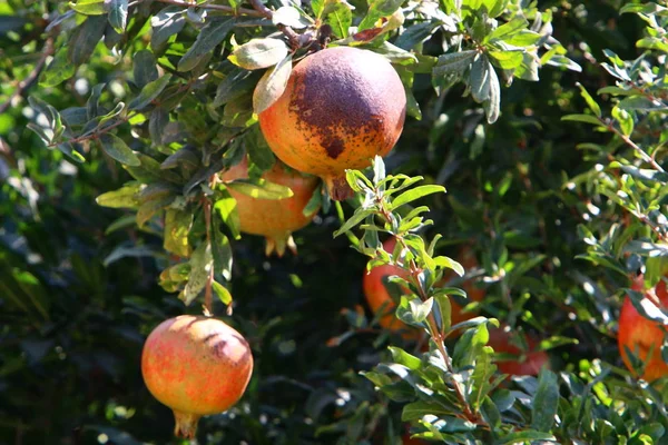 Pomegranates Ripened Large Garden Northern Israel — Stock Photo, Image