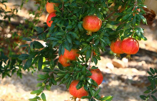 Pomegranates Ripened Large Garden Northern Israel — Stock Photo, Image